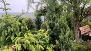 ПРОГУЛКА по САДУ МАЙ 2025г: Что ЦВЕТЕТ в саду, НОВЫЕ раст?