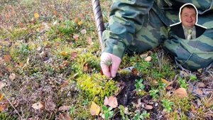 Посадка леса на Вологодчине от семьи Мачневых. День пе