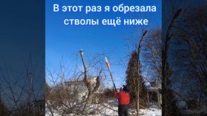 Омолаживающая обрезка старой яблони - 2-й этап