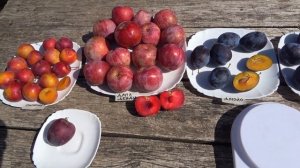 Сливы ДЖОЙО, ЕЛЕНА, ДАПЛ ДЕНДИ, ПИСАРНЕТ - лучшие сорта