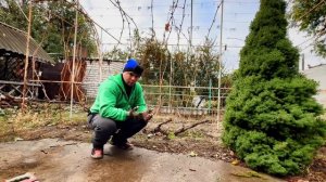 ВИНОГРАД ПРЕОБРАЖЕНИЕ ЛУЧШАЯ ФОРМИРОВКА НО ЕСТЬ ОДНО