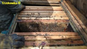 #пчёлы. Если пчелиной семье всего хватает - она мёду не