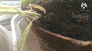 Чем можно кормить божью коровку зимой? Кто знает?🐞What c