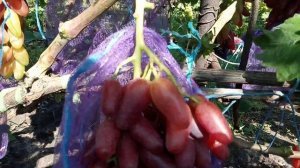 Джокер-интересная форма винограда с крупной ягодой, А?