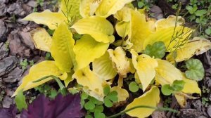 Ржавчина и серая гниль, грибковые заболевания на хост?