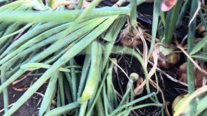 Лук 🧅 Лоредо F1 💪💪💪