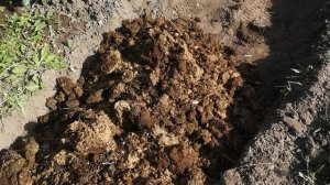 Пион Полонез, селекции СССР, селекционер Акимов