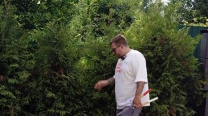 Как правильно формировать и стричь живую изгородь из ?