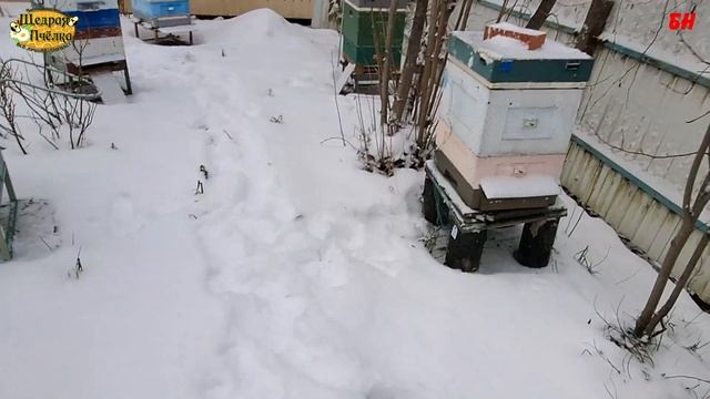 пчеловодство. клещ варроа не в ульях а в головах смотреть онлайн