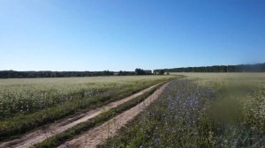 Как растет гречка.