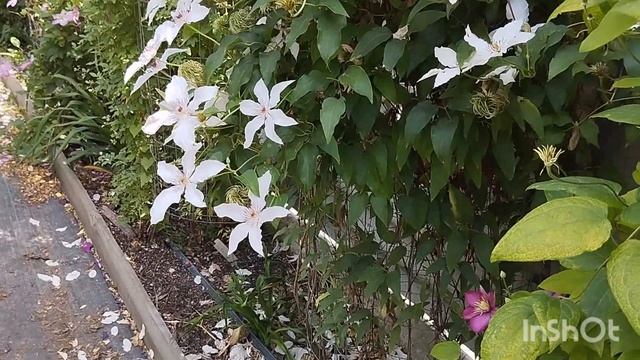 Моя маленькая часть коллекции клематисов. Видео снят? смотреть онлайн