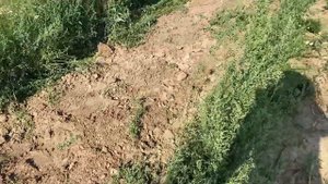 ОДНОЗУБКА - копка чеснока активной СКОБОЙ