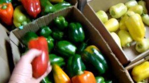 Последний сбор урожая острых и болгарских перцев Звез