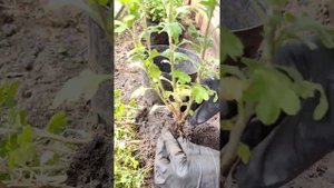 Сохраняю мультифлору в теплице, а весной делю маточни?