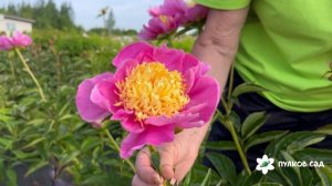 Пион Сюрприз. Пулков сад (2025 г.)