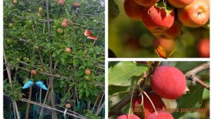 Яблоня плодовая Услада-Китайка Долго 🌿 обзор: как саж