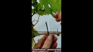 🍇 "Кербовка" винограда.