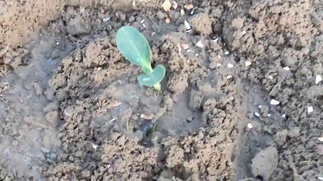 КОГДА ВЫСАЖИВАТЬ РАССАДУ ТЫКВЫ смотреть онлайн