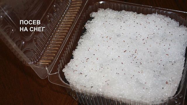 Земляника из семян три правила успеха смотреть онлайн