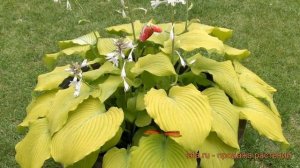 Хоста гибридная Пьедмонт Голд (piedmont gold) 🌿 обзор: как с?