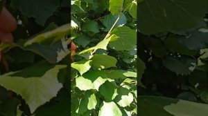 Сад фундука інтенсивного типу на шпалері. Сорт Акорн