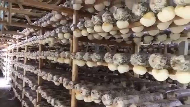 Ежовик гребенчатый. Производственные цеха компании "Т смотреть онлайн