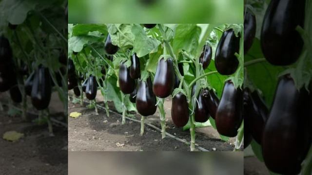 Жер жемиштер жана жашылчалар смотреть онлайн