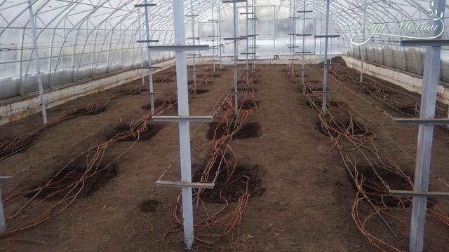 Виноград в Сибири? Легче чем на югах. смотреть онлайн