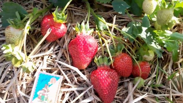 ЛУЧШИЙ В МИРЕ СОРТ КЛУБНИКИ 🍓🍓🍓👍👍👍