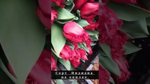 Выгонка тюльпанов