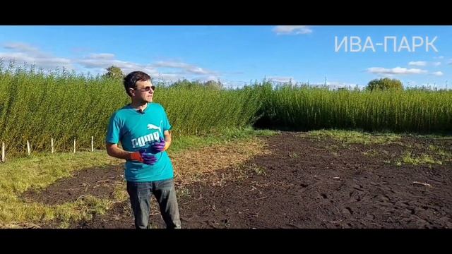 ИВА-ПАРК. Подготовка земли к весенней посадке ивы смотреть онлайн