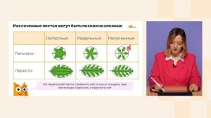 Лист: внешнее строение и функции | Биология 6 класс | До?