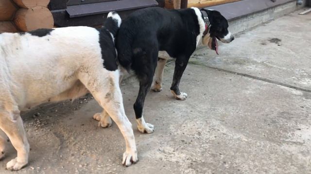 Алсу, Бульдозера дочь и Чёрный Барон (САТАР Берег). +791577 смотреть онлайн