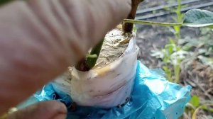 Обзор прививки черенков груши на грушу и на яблоню рез