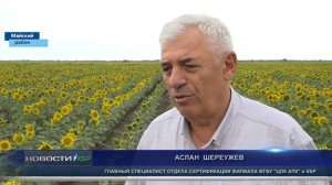 ТВ: Специалисты ЦОК АПК подтвердили сортовые качества нового гибрида подсолнечника в КБР