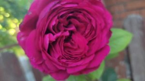 Роза Четырех Ветров.