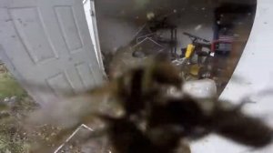 РОЙ ОС! Если УКУСИЛА ОСА!? Что будет,если ТРОНУТЬ ОСИНО?