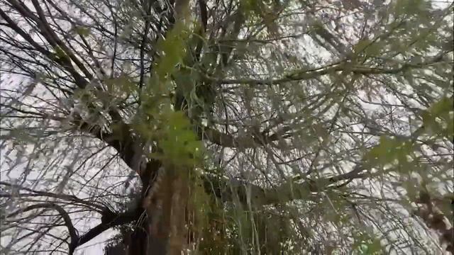 В Сочи в середине апреля цветут декоративные деревья ? смотреть онлайн