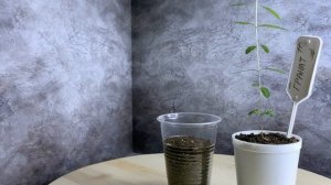 Самый ПРОСТОЙ и ДОСТУПНЫЙ СПОСОБ вырастить ГРАНАТ дом