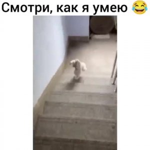 #смешнойролик #мемныевидео #позитивнакаждыйдень #caturday #шутки #комедия #meow #purrfect