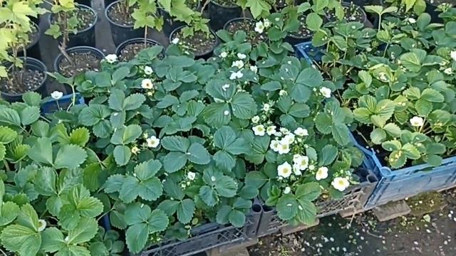 Клубника После Морозов // Вацап 8-915-245-81-59 смотреть онлайн