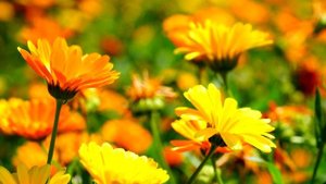 Эти сидераты сделают ваш огород самым урожайный, пров?