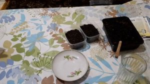 БЕГОНИЯ КЛУБНЕВАЯ ПОСАДКА СЕМЯН. МОЙ ПЕРВЫЙ ОПЫТ🤔