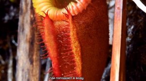 НЕОБЫЧНЫЕ РАСТЕНИЯ УДИВИТЕЛЬНЫЕ,СО ВСЕГО МИРА