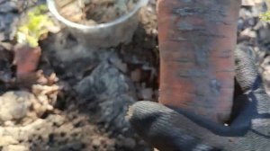 КАК ЗА КОПЕЙКИ вырастить семена моркови. Посадка семя?