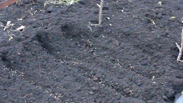 Успей посеять укроп под зиму. смотреть онлайн