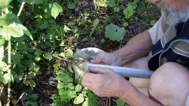 Летняя прививка груши на черноплодную рябину смотреть онлайн