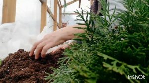 Черенкование туи 🌲🌲🌲