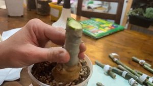 Коротко как прививать адениумы, только по существу. Пр