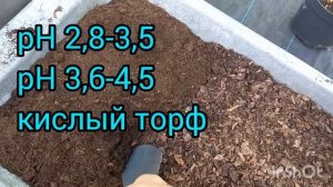 Осенняя посадка голубики в контейнер. На ДОРАЩИВАНИЕ